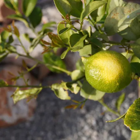 Alma Living Βελιές